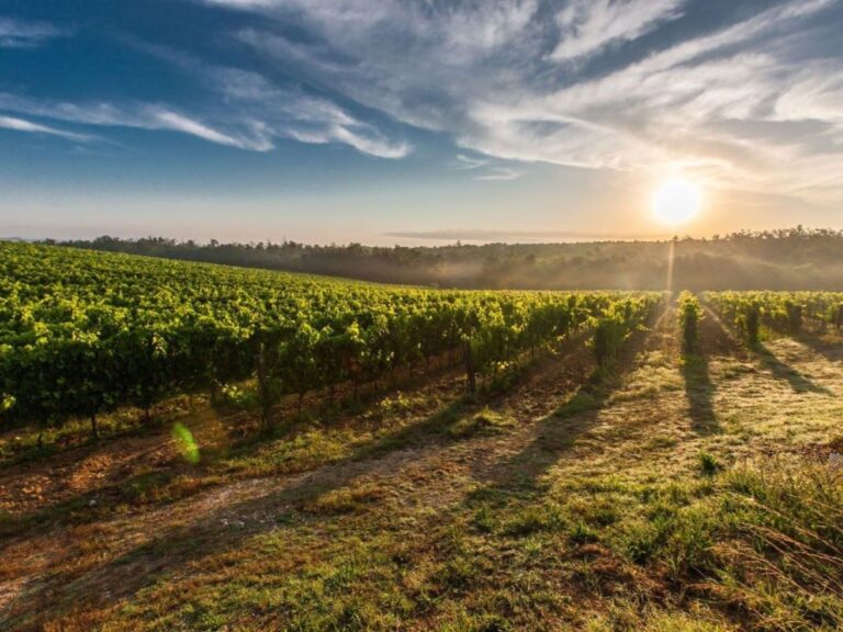 Napa Wine Country