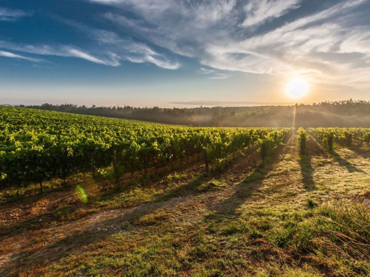 Napa Wine Country