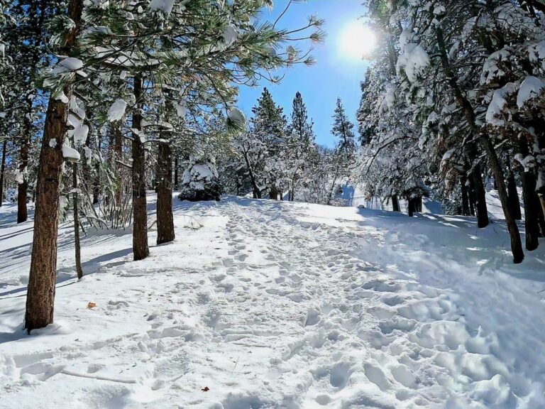 Aspen Glen Picnic Area Sledding in Big Bear, CA