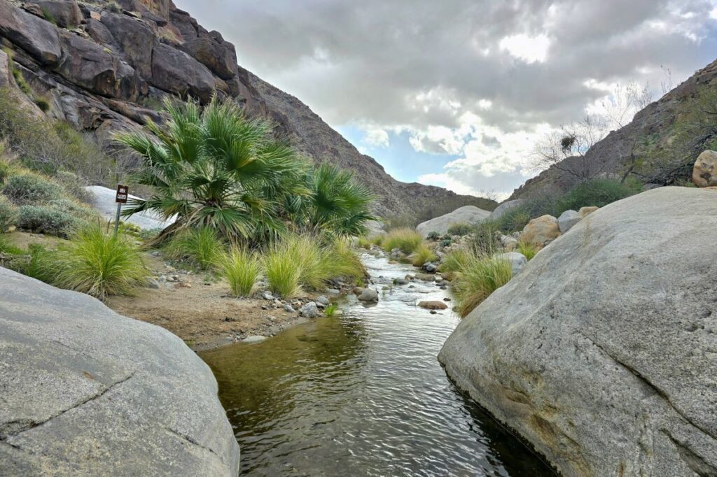 Palm Canyon Trail Wildflowers in Anza-Borrego State Park