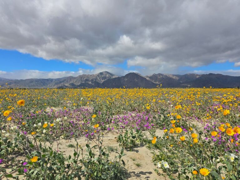 Anza Borrego Wildflowers Feature