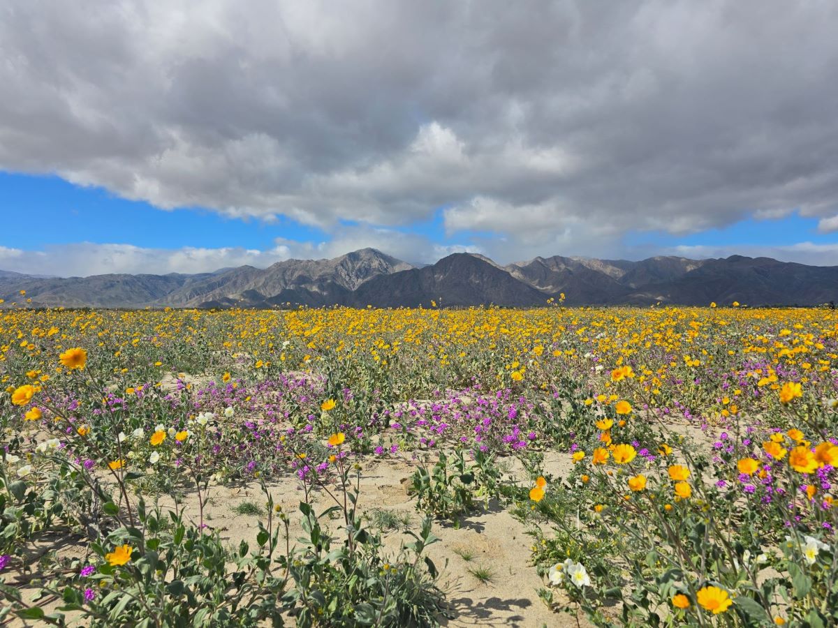 Anza Borrego Wildflowers Feature
