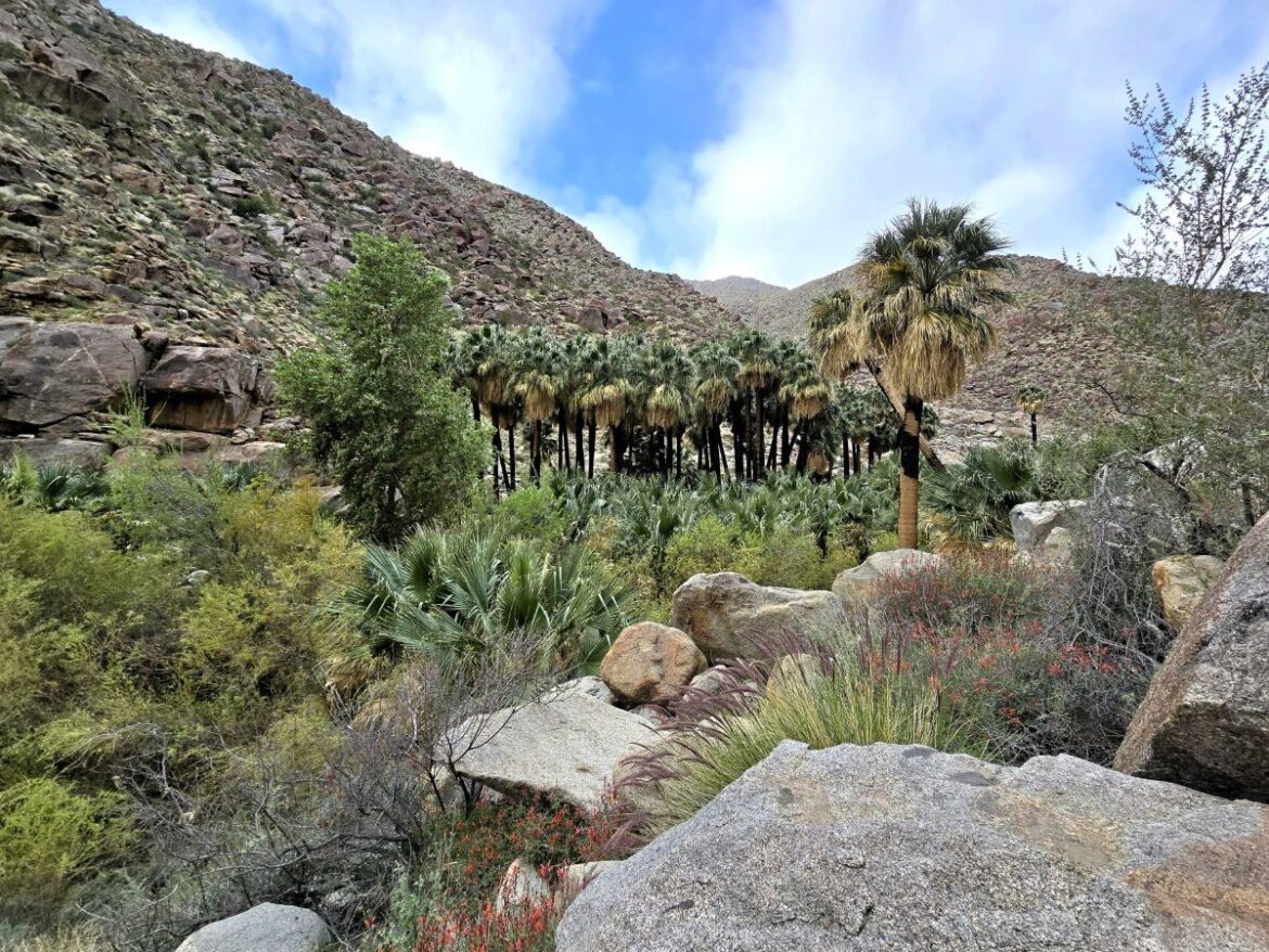 Hiking Borrego Palm Canyon Trail: What You Need to Know