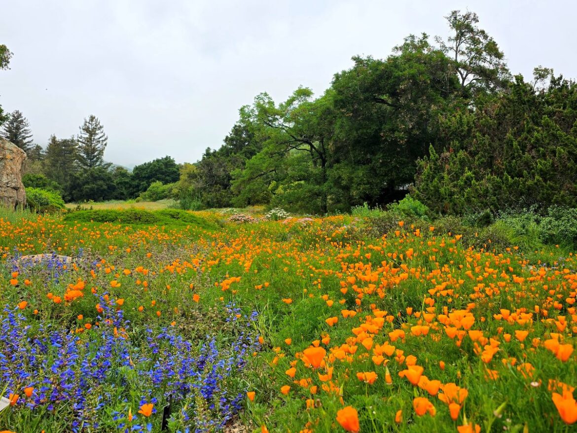 Santa Barbara Botanic Garden: How to Visit This Lush Treasure