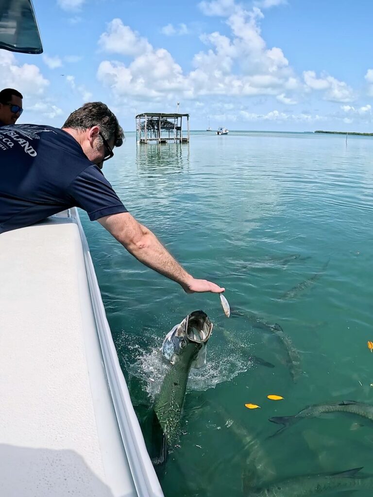 Feeding the Tarpon fish during our snorkel tour with Latitude 17 Tours in Belize.