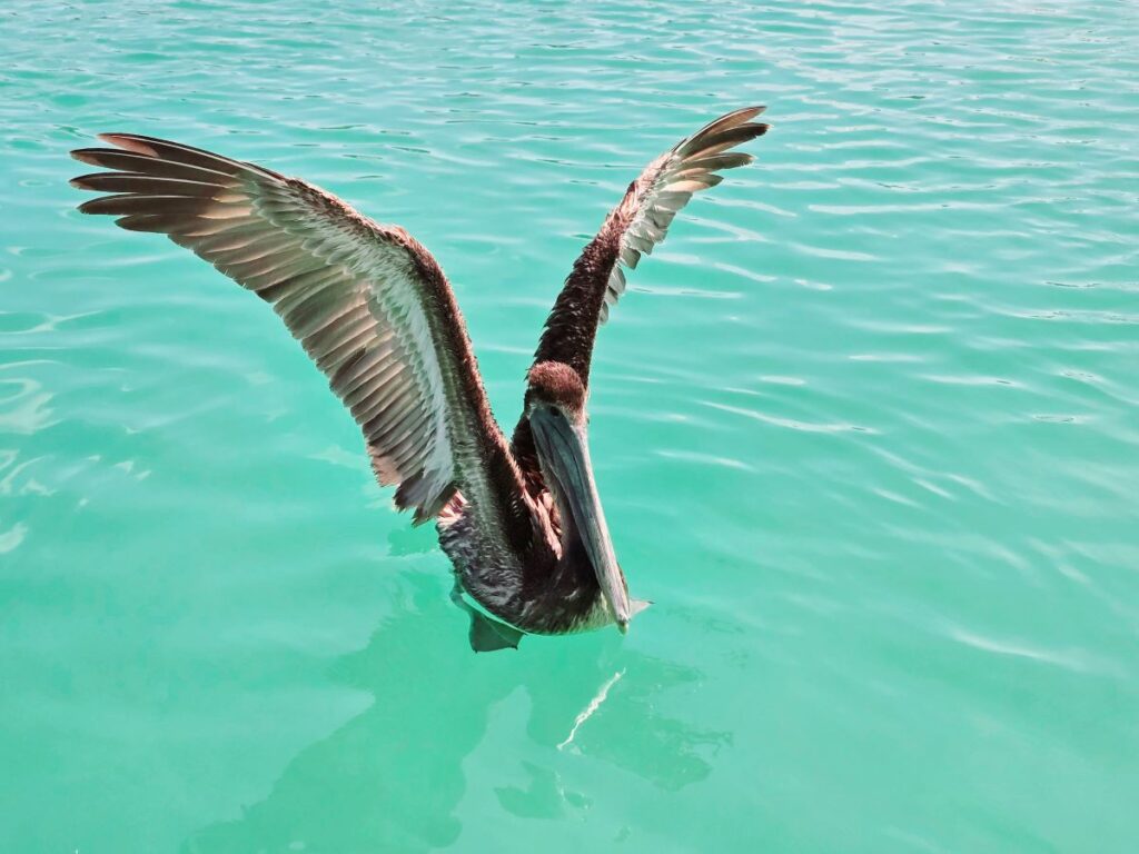 Hanging out with the Pelicans during our snorkel tour with Latitude 17 Tours in Belize.