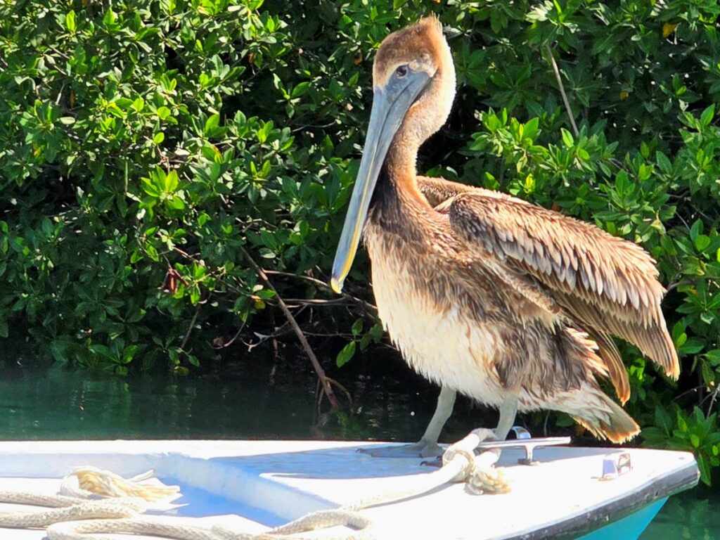 Hanging out with the Pelicans during our snorkel tour with Latitude 17 Tours in Belize.