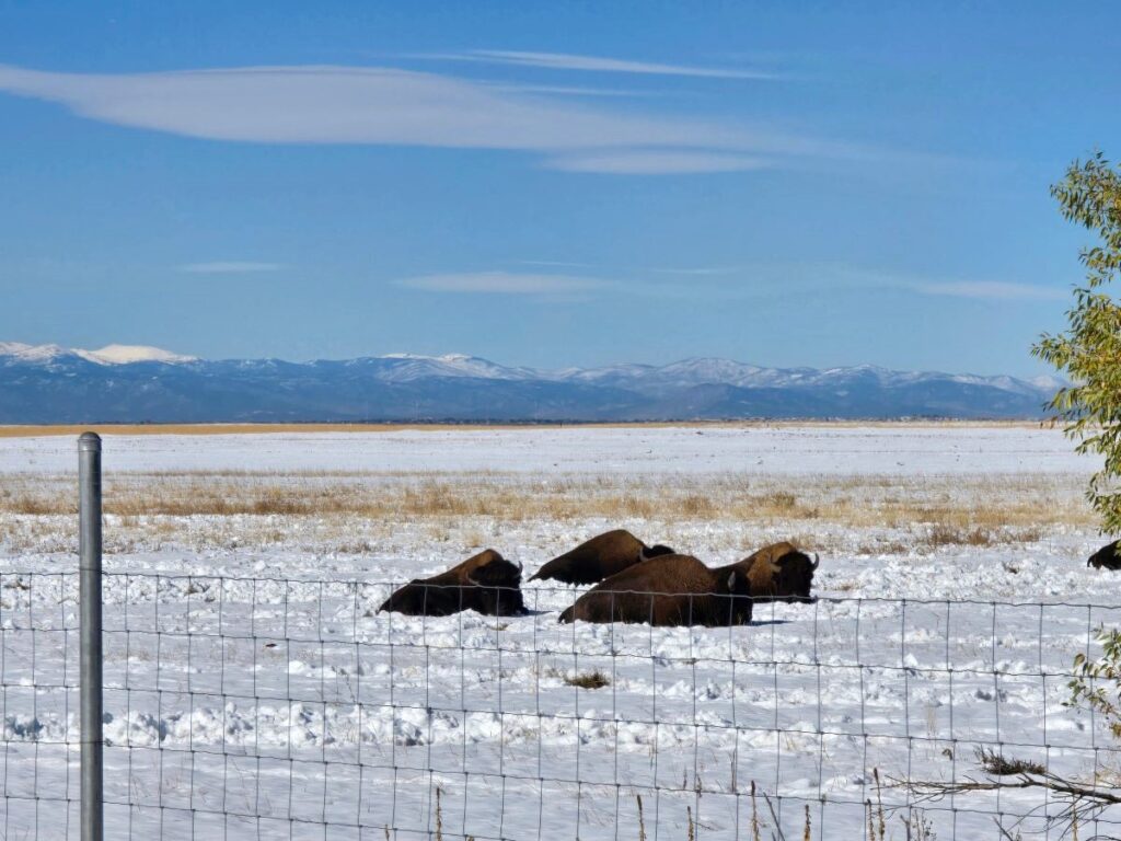 Bison at the Rocky Mountain Arsenal National Wildlife Refuge in Denver, Colorado